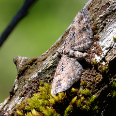 Eupithecia graefii