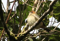 Stilpnia peruviana