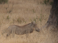 Phacochoerus africanus