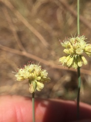 Eriogonum nudum auriculatum