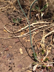 Eriogonum nudum auriculatum