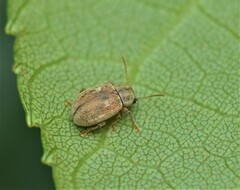 Demotina modesta