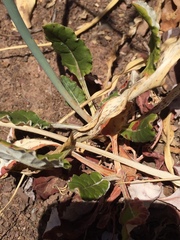 Eriogonum nudum auriculatum