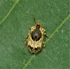 Trichodesma gibbosa