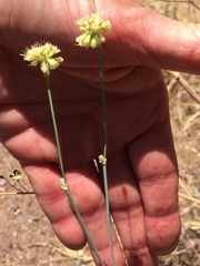 Eriogonum nudum auriculatum