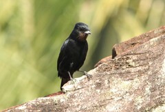 Knipolegus nigerrimus
