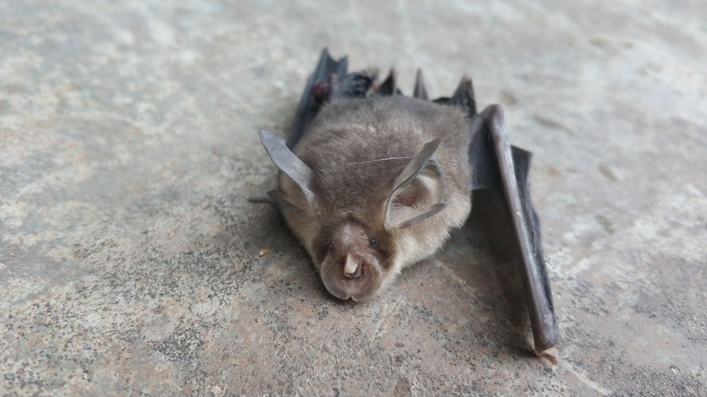 Shamel's Horseshoe Bat