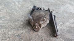 Rhinolophus shameli