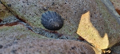 Cellana radians