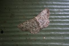 Hesperumia latipennis