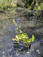 Echinodorus berteroi