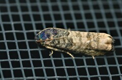 Epiblema obfuscana