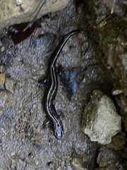Desmognathus ochrophaeus