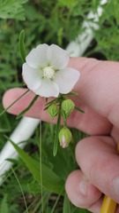 Callirhoe alcaeoides