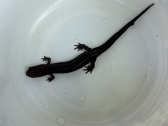 Desmognathus ochrophaeus