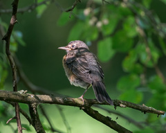 Turdus migratorius