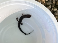 Desmognathus ochrophaeus