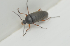 Androchirus erythropus
