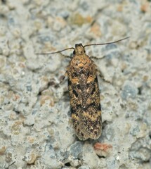 Chionodes pereyra