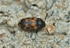 Mycetophagus serrulatus