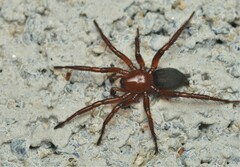 Gnaphosa sericata