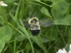 Bombus vagans