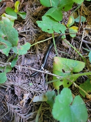 Paeromopodidae
