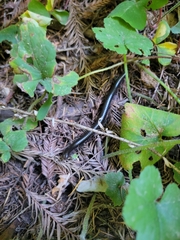Paeromopodidae