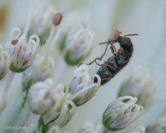 Grammoptera subargentata