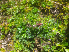 Alchemilla orbiculata