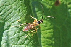 Polytribax contiguus