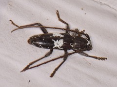 Enaphalodes taeniatus