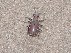 Cicindela scutellaris lecontei