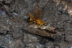 Agelaia constructor