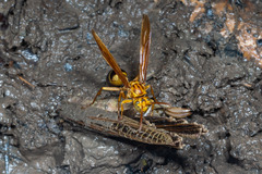 Agelaia constructor