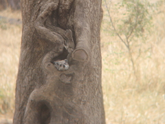 Dendrohyrax