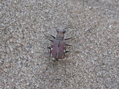 Cicindela scutellaris lecontei