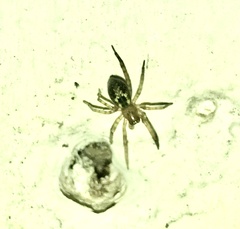 Amaurobius fenestralis