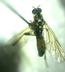 Xylomya terminalis