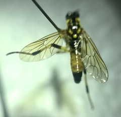 Xylomya terminalis