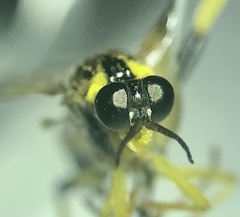 Xylomya terminalis
