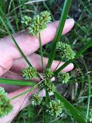 Cyperus entrerianus