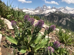 Veronica wyomingensis