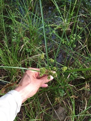 Cyperus entrerianus