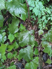 Vitis amurensis