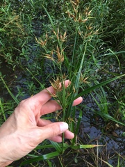 Rhynchospora corniculata