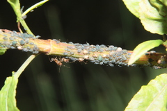 Aphis rumicis