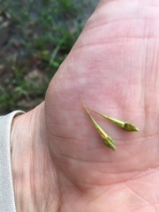 Rhynchospora corniculata