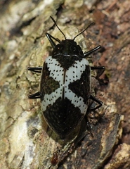 Cypherotylus triangularis