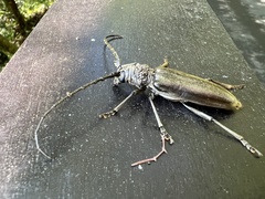 Nadezhdiella cantori